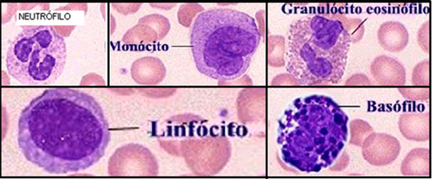 Neutrófilos bajos y linfocitos altos opiniones